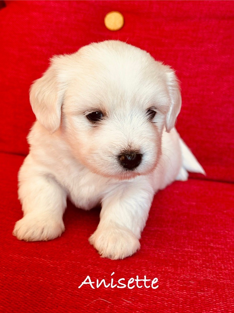 Des Filles De L'Etang - Chiots disponibles - Coton de Tulear