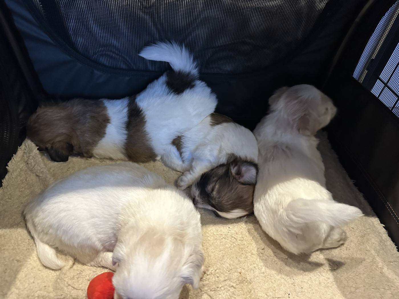 Chiot Coton de Tulear Des Filles De L'Etang