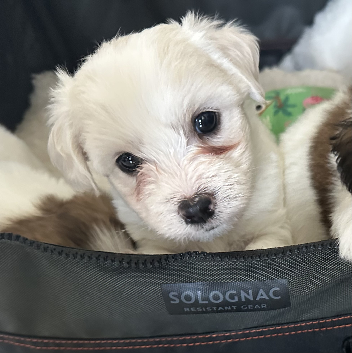 Des Filles De L'Etang - Chiots disponibles - Coton de Tulear