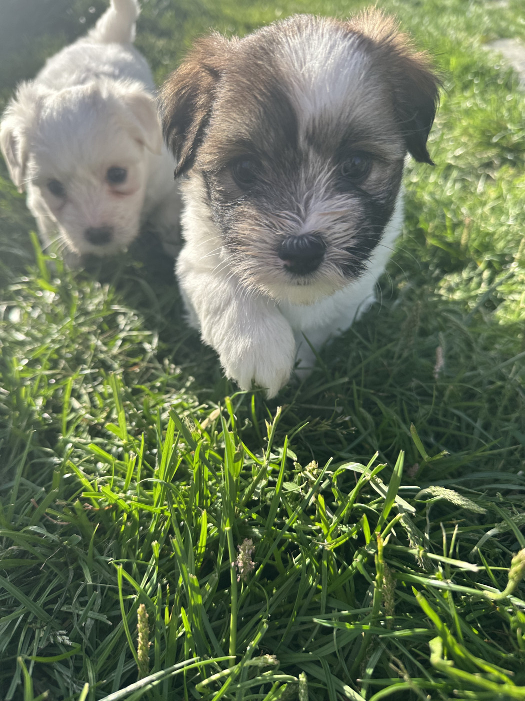 Des Filles De L'Etang - Chiots disponibles - Coton de Tulear