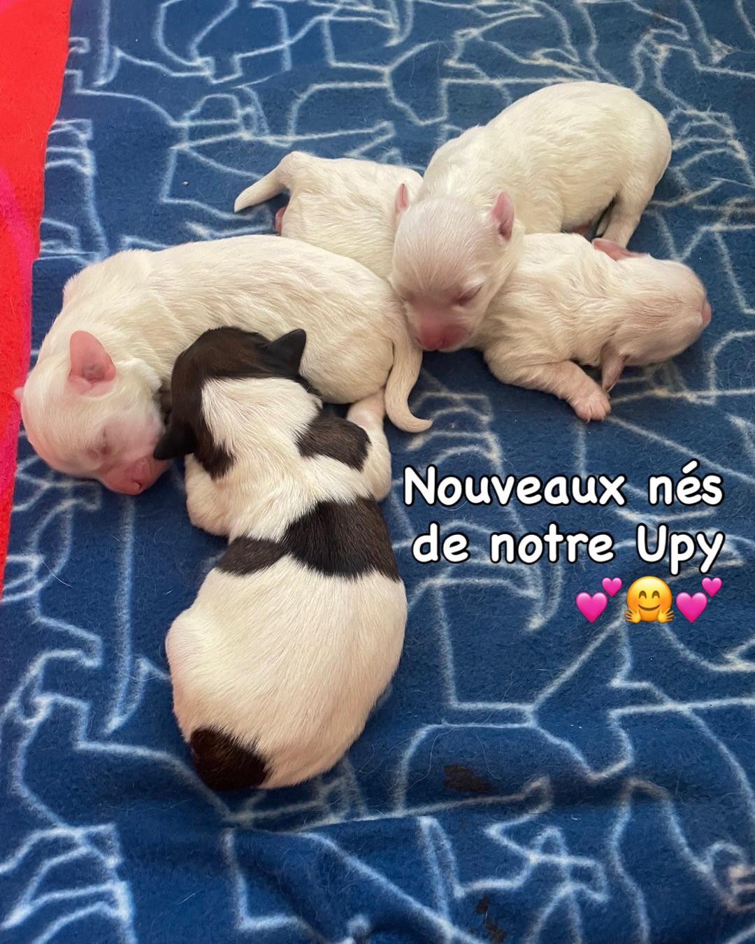 Chiot Coton de Tulear Des Filles De L'Etang