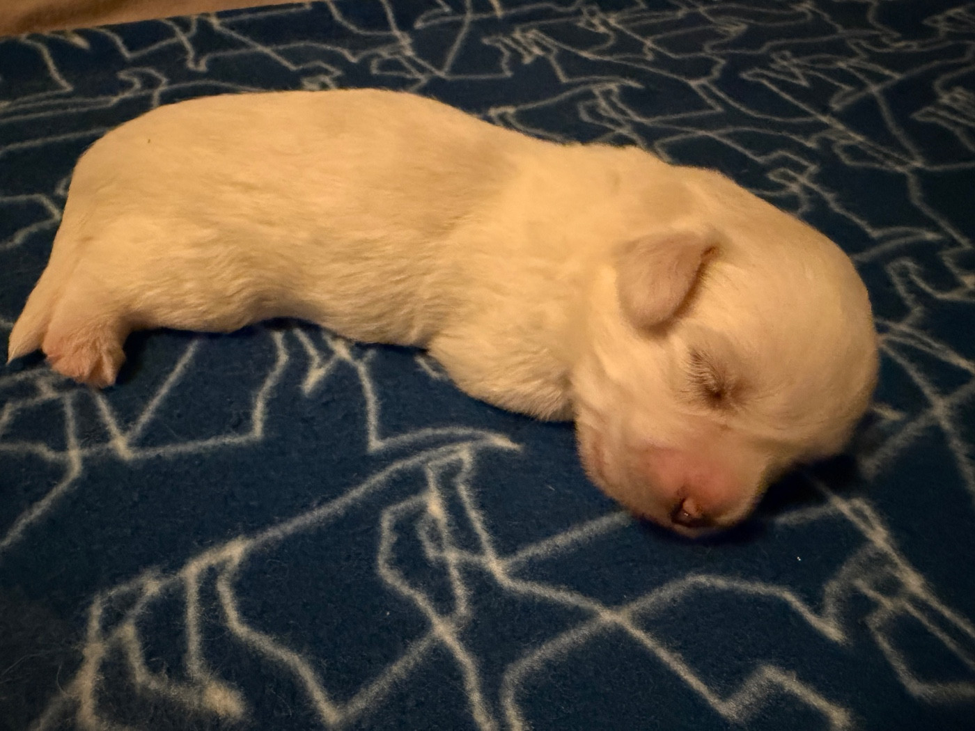Des Filles De L'Etang - Chiots disponibles - Coton de Tulear