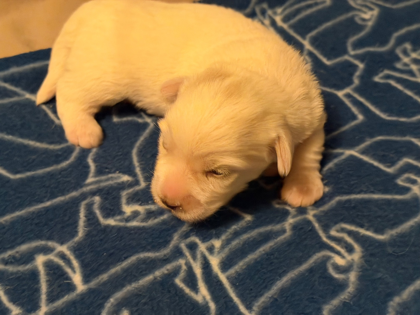Des Filles De L'Etang - Chiots disponibles - Coton de Tulear