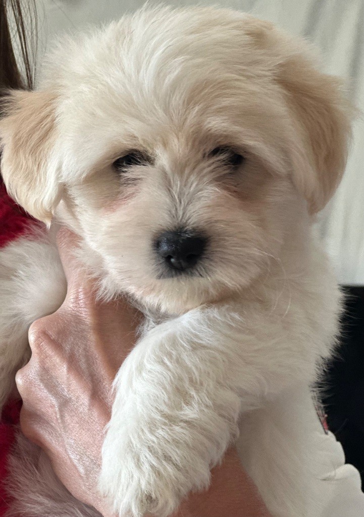 Des Filles De L'Etang - Chiots disponibles - Coton de Tulear