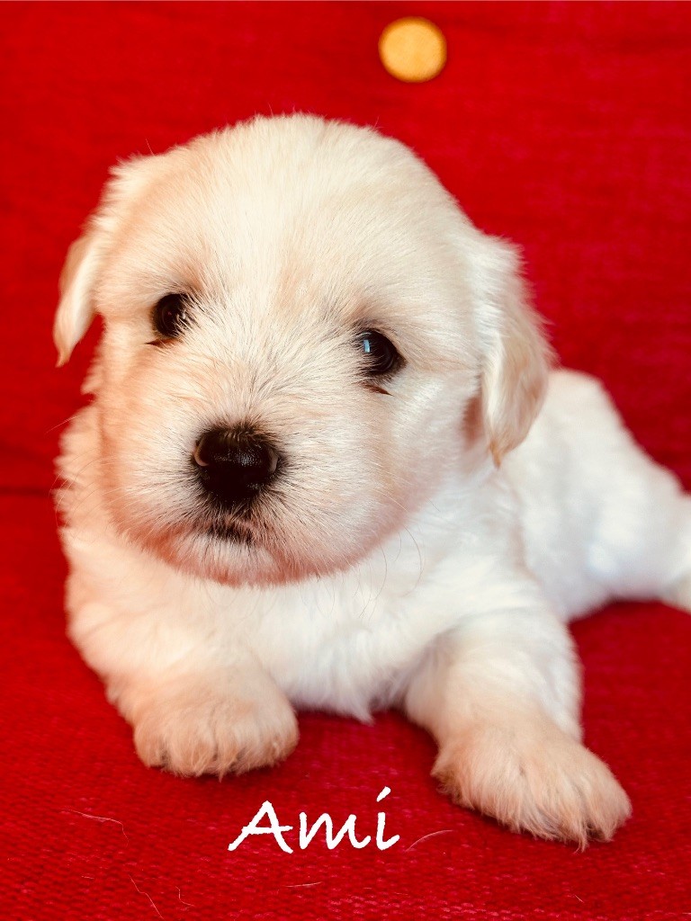 Des Filles De L'Etang - Chiots disponibles - Coton de Tulear