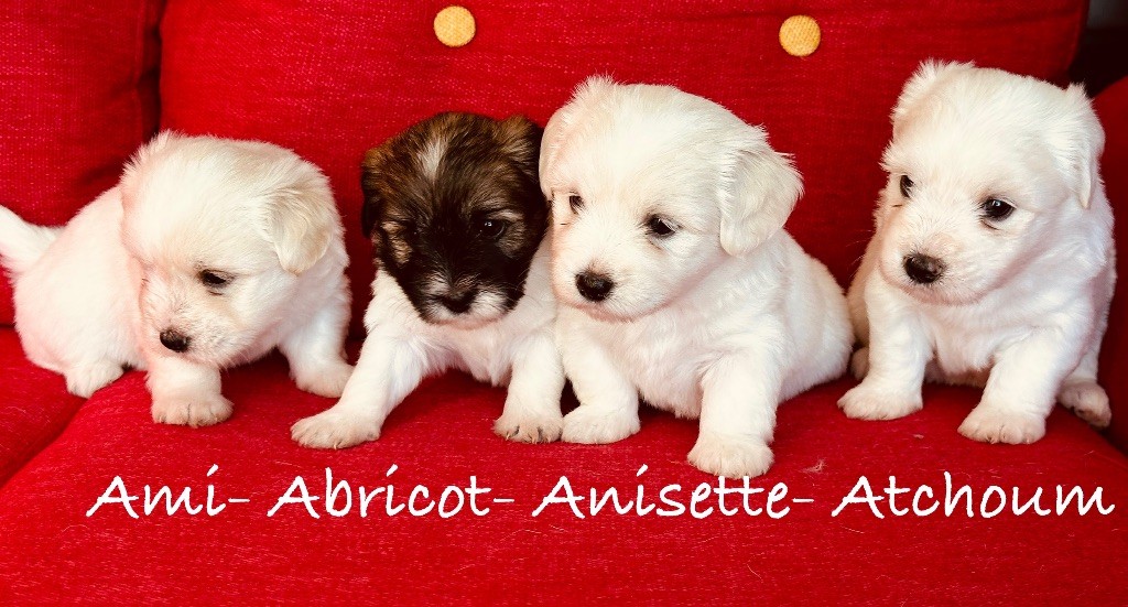 Chiot Coton de Tulear Des Filles De L'Etang