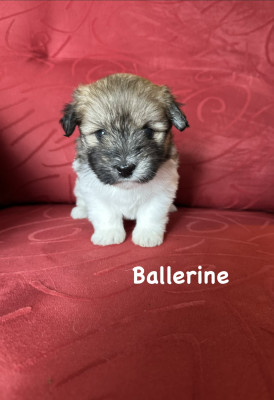Ballerine