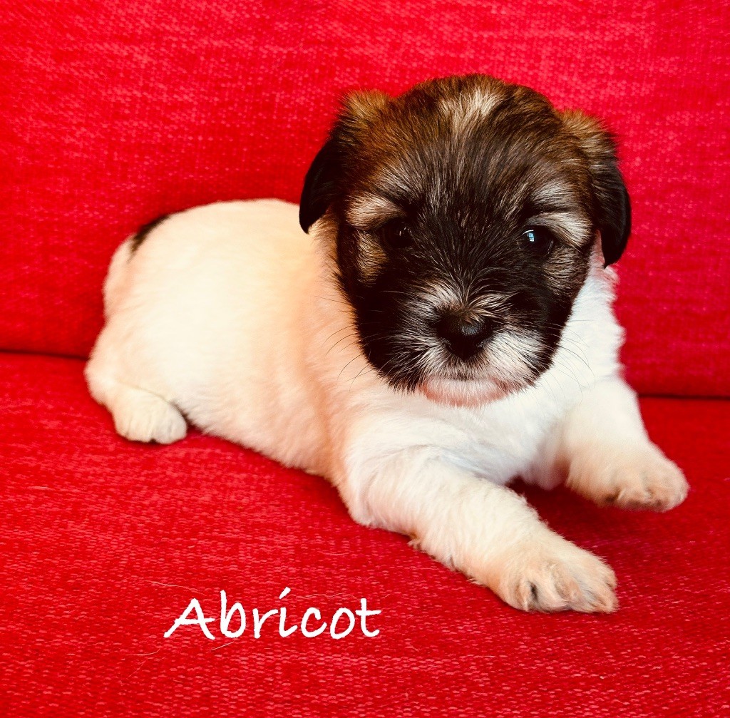 Des Filles De L'Etang - Chiots disponibles - Coton de Tulear