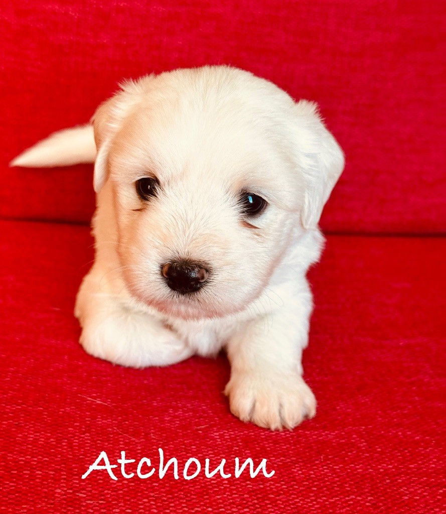 Des Filles De L'Etang - Chiots disponibles - Coton de Tulear